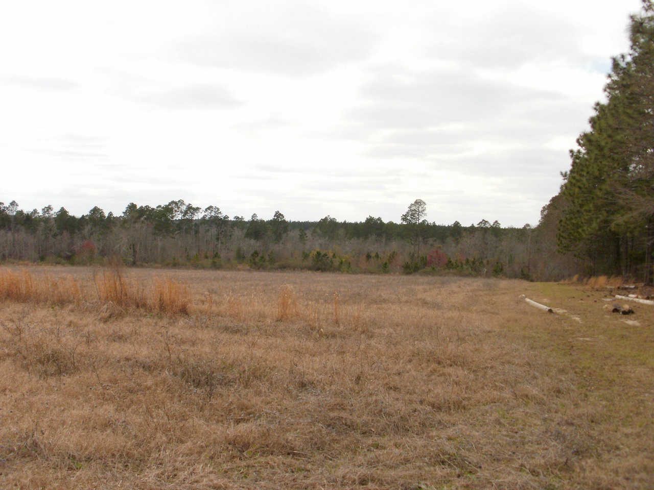 50 ACRES, TOOMBS COUNTY